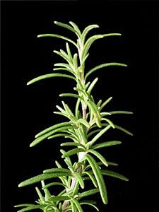Alecrim – Rosmarinus officinalis Curiosidade sobre a Planta