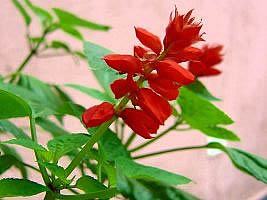 Alegria dos jardins – Salvia splendens Curiosidade sobre a Planta
