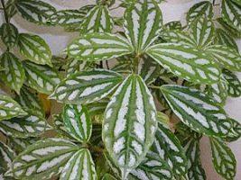 Alumínio – Pilea cadierei: Curiosidade sobre a Planta 3 Aluminio – Pilea cadierei Curiosidade sobre a Planta