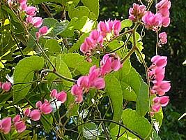 Amor agarradinho – Antigonon leptopus Curiosidade sobre a Planta