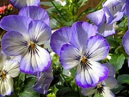 Amor perfeito dos jardins – Viola tricolor Curiosidade sobre a Planta