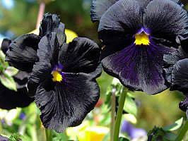Amor perfeito – Viola x wittrockiana Curiosidade sobre a Planta