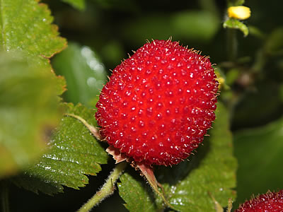 Amora vermelha – Rubus rosifolius Curiosidade sobre a Planta