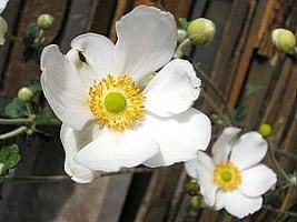 Anemona do japao – Anemone hupehensis Curiosidade sobre a Planta