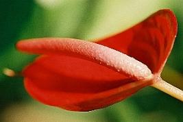 Anturio – Anthurium andraeanum Curiosidade sobre a Planta