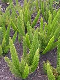 Aspargo-pluma – Asparagus densiflorus: Curiosidade sobre a Planta 3 Aspargo pluma – Asparagus densiflorus Curiosidade sobre a Planta