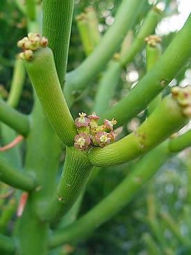 Avelos – Euphorbia tirucalli Curiosidade sobre a Planta