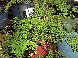 Avenca – Adiantum spp: Curiosidade sobre a Planta 3 Avenca – Adiantum spp Curiosidade sobre a Planta