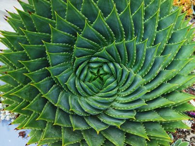 Babosa espiral – Aloe polyphylla Curiosidade sobre a Planta