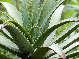 Babosa – Aloe arborescens Curiosidade sobre a Planta