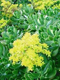 Bálsamo – Sedum dendroideum: Curiosidade sobre a Planta 3 Balsamo – Sedum dendroideum Curiosidade sobre a Planta