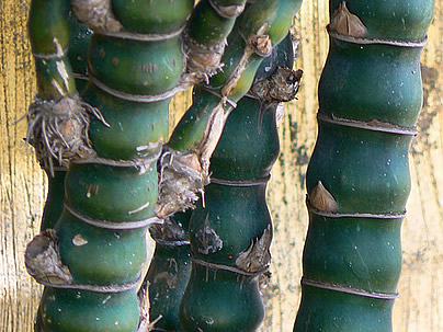 Bambu-barriga-de-buda – Bambusa ventricosa: Curiosidade sobre a Planta 3 Bambu barriga de buda – Bambusa ventricosa Curiosidade sobre a Planta
