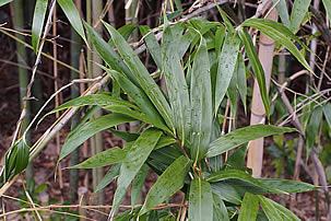 Bambu japones – Pseudosasa japonica Curiosidade sobre a Planta