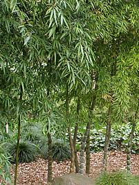 Bambu mosso – Phyllostachys pubescens Curiosidade sobre a Planta