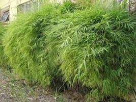 Bambuzinho de jardim – Bambusa textilis gracilis Curiosidade sobre a Planta