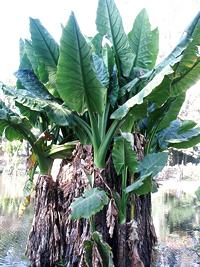 Banana-d’água – Typhonodorum lindleyanum: Curiosidade sobre a Planta 3 Banana dagua – Typhonodorum lindleyanum Curiosidade sobre a Planta