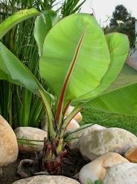 Bananeira-da-abissínia – Ensete ventricosum: Curiosidade sobre a Planta 3 Bananeira da abissinia – Ensete ventricosum Curiosidade sobre a Planta