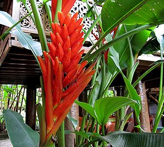 Bananeira vermelha – Musa coccinea Curiosidade sobre a Planta