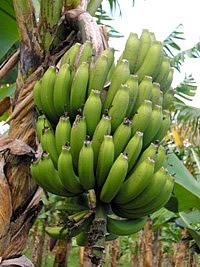 Bananeira – Musa sp Curiosidade sobre a Planta