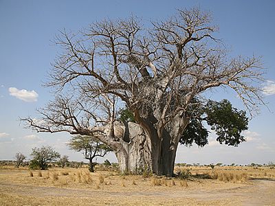 Baoba – Adansonia digitata Curiosidade sobre a Planta