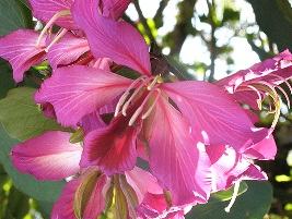 Bauinia de hong kong – Bauhinia blakeana Curiosidade sobre a Planta